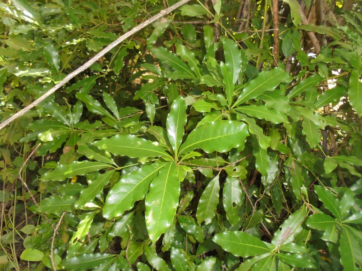 Alseodaphne semecarpifolia Nees
